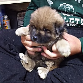 保健所救出犬！里親様緊急募集！！狼犬です。