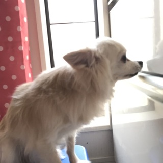 クリクリおめめのチワワ