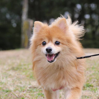 ポメラニアンのダリアちゃん　里親募集中！