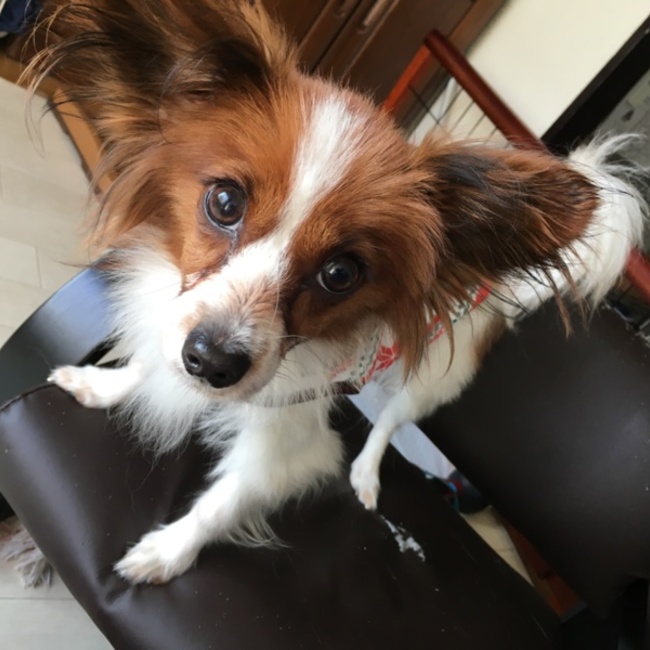 はつねえのカバー写真