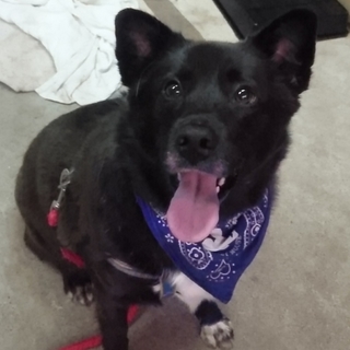 フレンドリーなメタボ犬、クマ吉