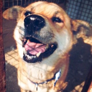 とてもお利口でコミュニケーションが上手な犬です。 