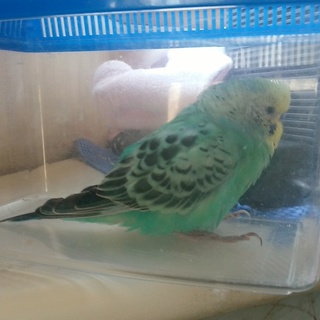 ありがとうございました。