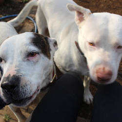 お久しぶりです。ポニョちゃんとキナコちゃんです。