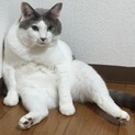 毛並み最高！男の子です。