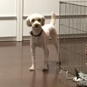 トイプードル♂4歳