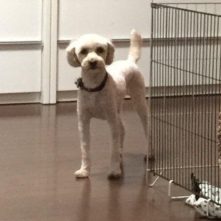 トイプードル♂4歳