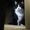 情報更新！長毛黒白ハチワレ