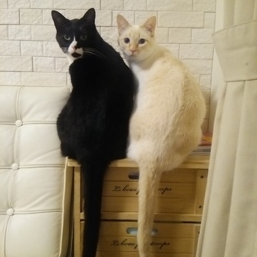 しっぽの長さ選手権、我が家で開催中！麦(短いフサフサしっぽ)は本人の申し出により棄権のため臨時審査員に採用！