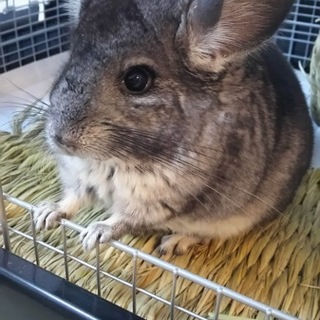 チンチラ(グレー)女の子