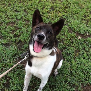 平和を愛するピースです