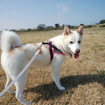 久々の晴天でご機嫌お散歩