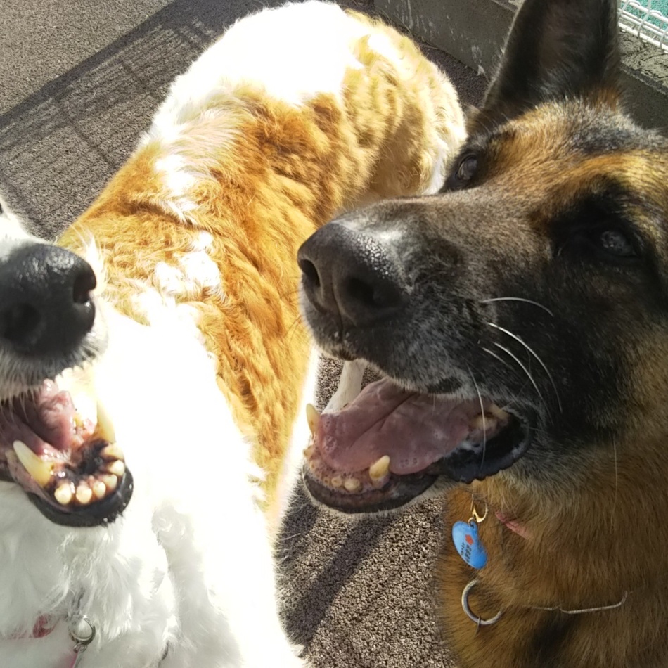 楽音のカバー写真