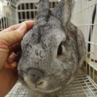 保護うさぎ、悠喜(はるき)くん