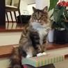 島猫のタマ さん