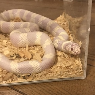 新しい家族が見つかりました！ありがとうございました