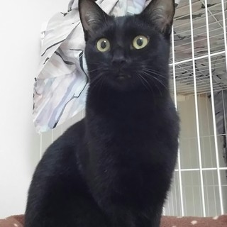 艶々黒猫　美少女　♥真凜ちゃん♥　12ヶ月