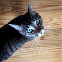 キジ猫れん君の家族募集中