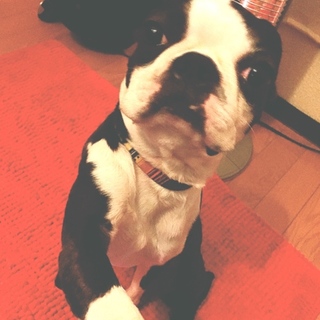 ボストンテリア*ハリア