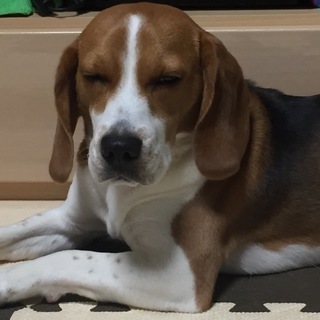 青森県 ビーグル11ヶ月 女の子。