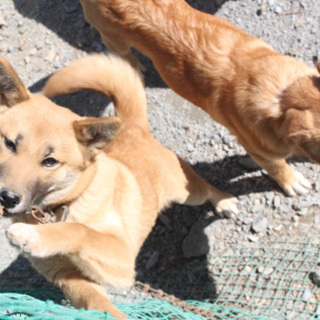 生後7ヶ月 mix♀ ミカちゃん