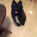 再度募集 ポメチワ7ヶ月♂