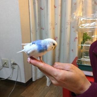 インコの里親募集