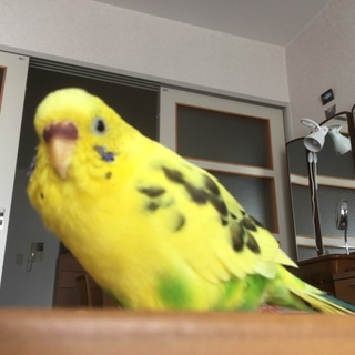 インコの里親募集