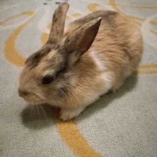 里親様決定！ご応募ありがとうございました✨