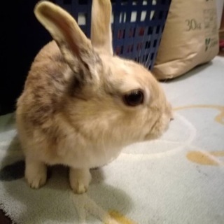 里親様決定☆ご応募ありがとうございました