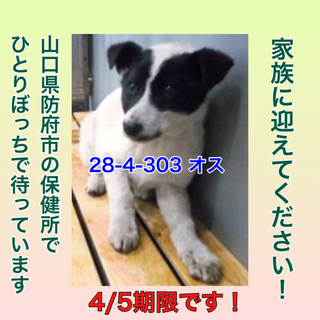 里親様に迎えられました！