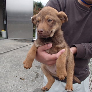 生後３カ月位の兄弟子犬の家族募集！！