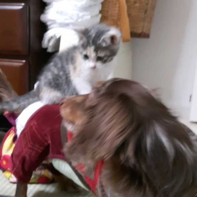 ダン桜魚福じじ〰のカバー写真