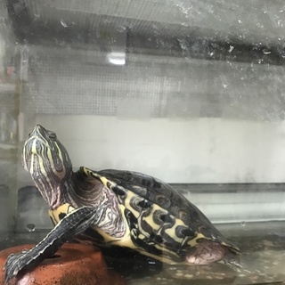 大事に育ててくれる方を募集しております！