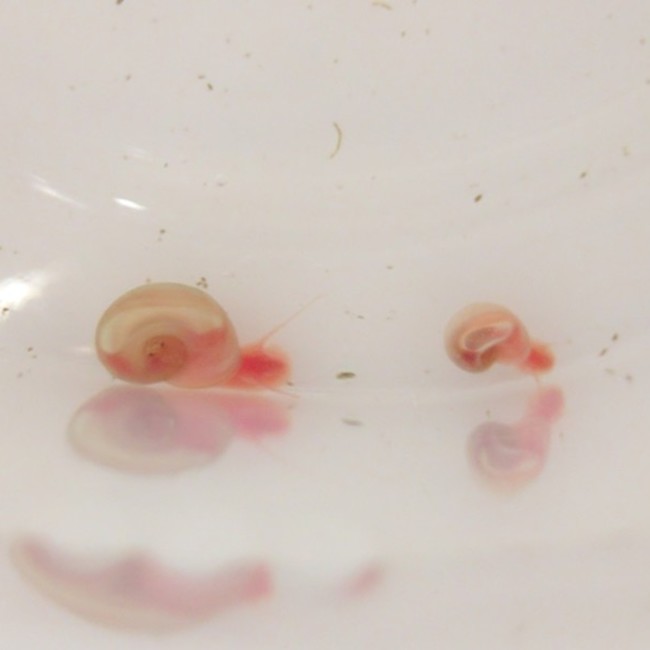 卯（うさぎ）のカバー写真