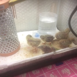 姫ウズラの雛、1〜3匹お譲りします