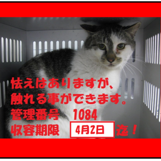 緊急！白サバの美猫ちゃんです♪期限4月2日迄！