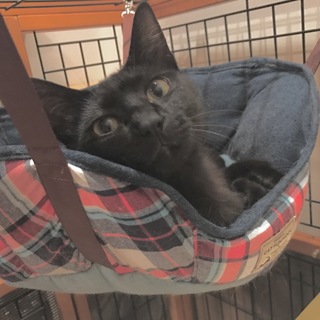 10ヶ月黒猫・甘えん坊