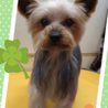 マルチーズ&ヨークシャテリア 男の子同時里親募集 サムネイル6