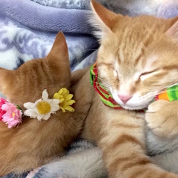 ＊子猫里親会＊一時預かりボランティアさん募集説明会