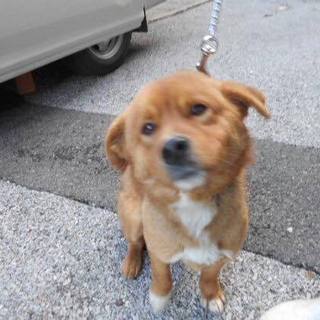 殺処分対象です