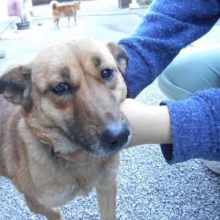 殺処分対象です