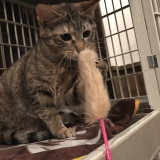 １０ヶ月ムギワラ猫・陽気な女の子