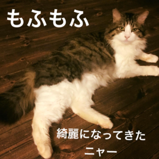 もふもふモフリン♂