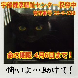 助けて！次々と猫ちゃんが収容されてしまいます