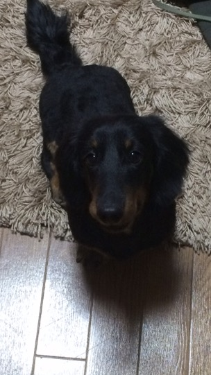 商談中 可愛がって下さる里親の方募集します サムネイル4