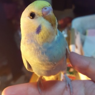 セキセイインコ オス 手乗り