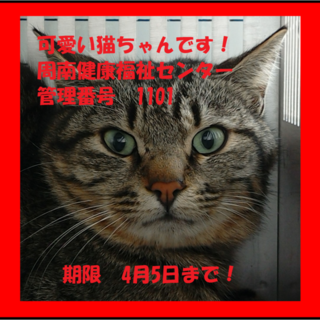 緊急！！まだ若い猫ちゃんです！期限4月5日迄！
