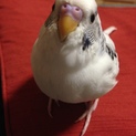 セキセイインコ1羽お譲りします