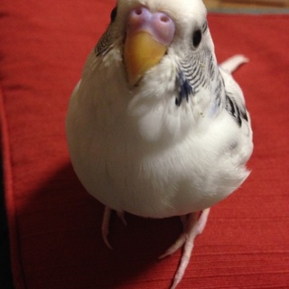 セキセイインコ1羽お譲りします